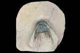 Kettneraspis Prescheri Trilobite - Long Occipital Spine #74705-1